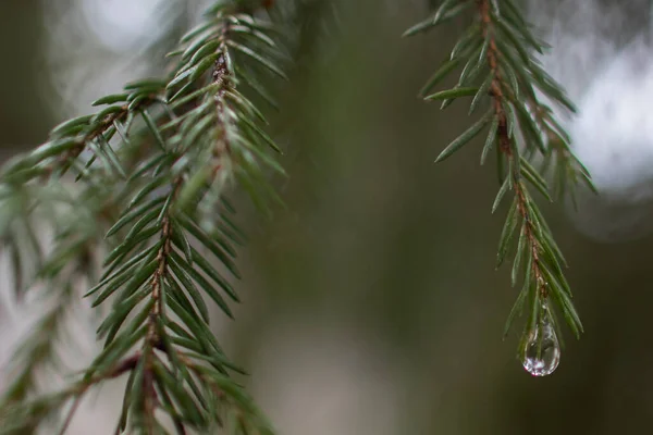 Krople Deszczu Igłach Sosnowych Gałęziach Sosny Deszczu Który Wygląda Jak — Zdjęcie stockowe