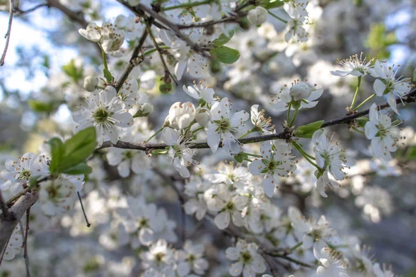 Blooming and blossoming apple, cherry or plum tree branches with white flowers on a sunny spring day macro