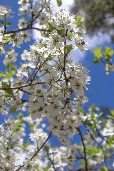 Blooming and blossoming apple, cherry or plum tree branches with white flowers on a sunny spring day with blue sky and thin branches
