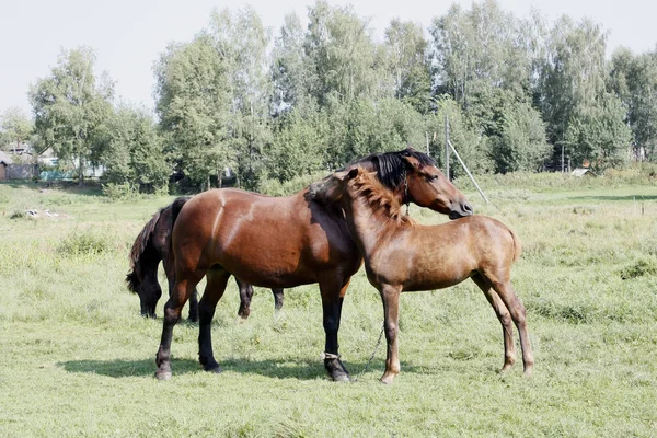 Ребенок и взрослые лошади на лугу . — стоковое фото