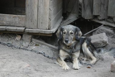 Köy köpek köpek evin önünde.