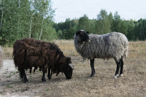 Deux moutons qui paissent. Sur les terres agricoles . — Photo