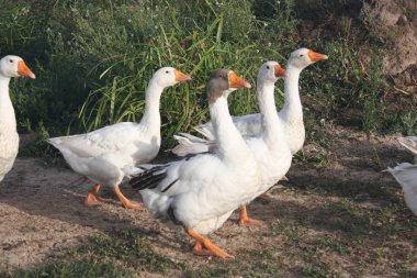 Kar kaz onları kanatlarını.