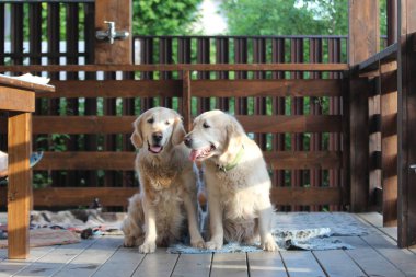 Two golden retriever siiting on the terrace. clipart
