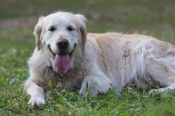 Golden retriever mentir sobre a grama . — Fotografia de Stock