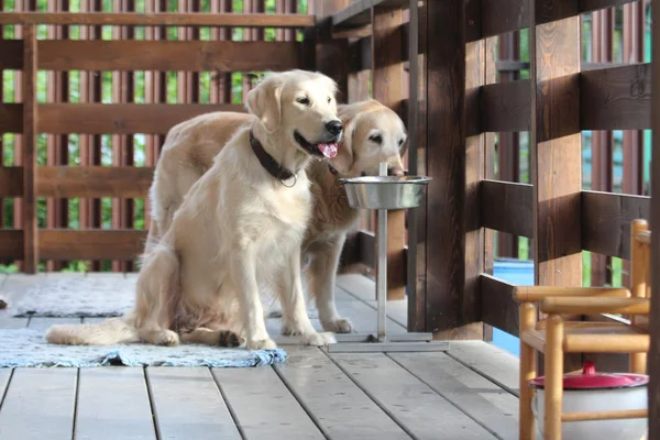 Golden Retriever terasta su içmek.