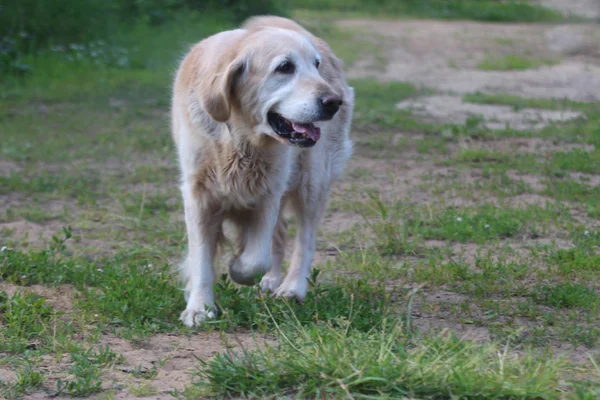 Golden retriever zittend op het terras. — Stockfoto