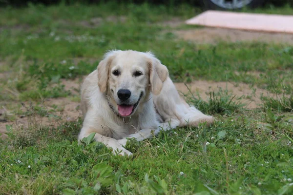 Golden retriever berbaring di rumput . — Stok Foto