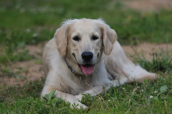 Golden retriever couché sur l'herbe . — Photo