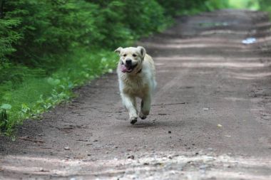 Toprak yol üzerinde altın geri almak.