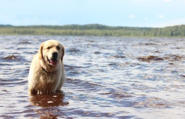 Altın geri almak yüzme göle.