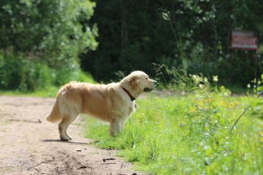 Ormandaki yürüyüşte altın geri almak.