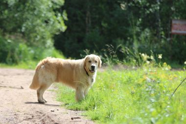 Ormandaki yürüyüşte altın geri almak.