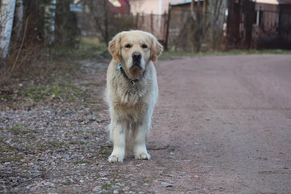 Golden retriever on the dirt road. — Stock Photo, Image