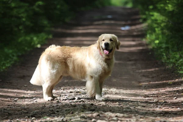 Golden retriever na estrada de terra . — Fotografia de Stock