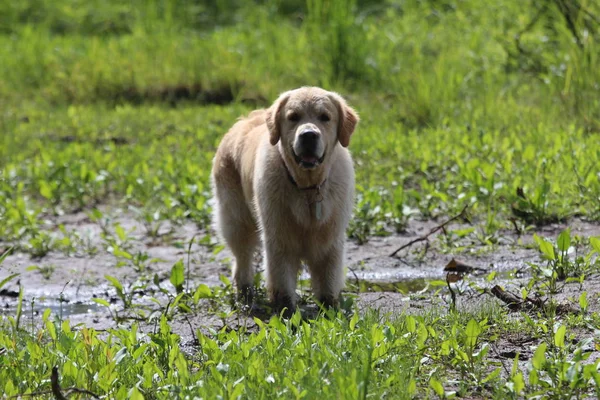 Golden retriever stand on the swamp. — Stock Photo, Image