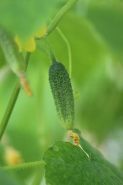 Bir serada salatalık yetiştiriyor..