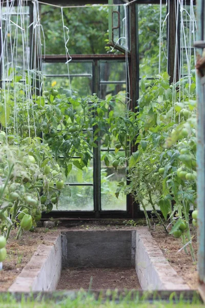 温室でトマトを栽培する. — ストック写真