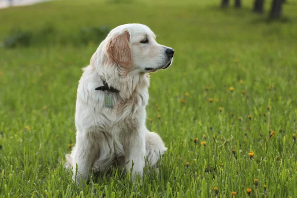 Golden Retriever hond buiten. Wandelen in het park. — Stockfoto