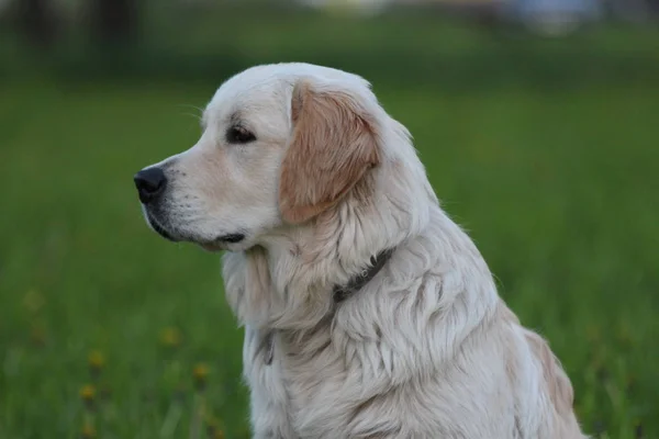 Golden Retriever hond buiten. Wandelen in het park. — Stockfoto