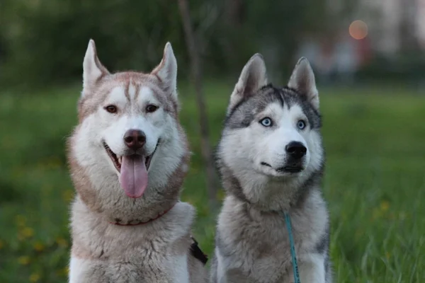 Siberian husky familj. En brun och en med blå ögon. Promenad i parken. — Stockfoto