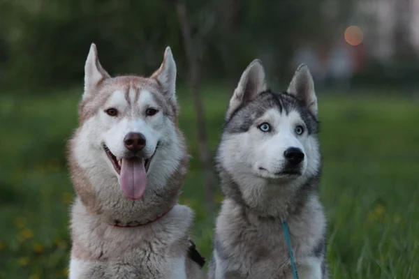 Siberian husky familj. En brun och en med blå ögon. Promenad i parken. — Stockfoto