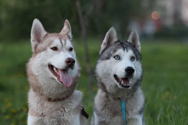 Siberische husky familie. Één met bruine en één met blauwe ogen. Wandelen in het park. — Stockfoto