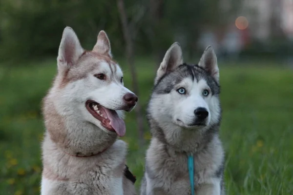 Família husky siberiana. Um com olhos castanhos e outro com olhos azuis. Caminhe no parque . — Fotografia de Stock