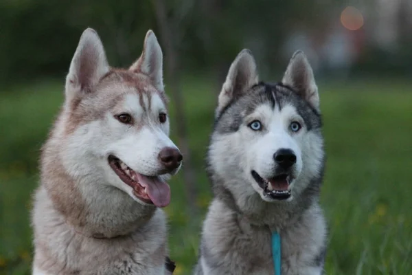 Siberian dış yapraklar aile. Bir kahverengi ve mavi gözlü bir tane. Parkta yürümek.