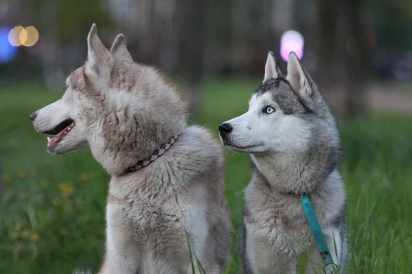 Famille husky sibérienne. Une avec des yeux bruns et une avec des yeux bleus. Promenade dans le parc . — Photo