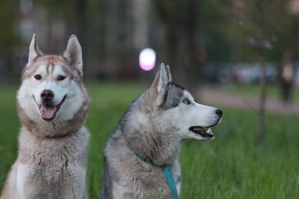 Siberische husky familie. Één met bruine en één met blauwe ogen. Wandelen in het park. — Stockfoto