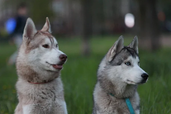 Familia husky siberiana. Uno con marrón y otro con ojos azules. Caminar por el parque . — Foto de Stock