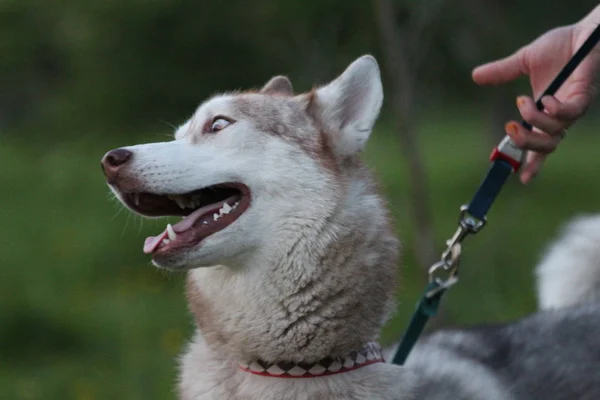 Pes, sibiřský husky. Vlaku pes v parku. — Stock fotografie