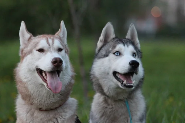 Famille husky sibérienne. Une avec des yeux bruns et une avec des yeux bleus. Promenade dans le parc . — Photo
