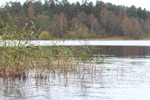 Lake begroeid riet, lake, herfst bos. — Stockfoto