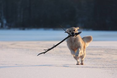 Golden Retriever ağzına sopa ile çalışıyor. Kış. 
