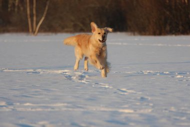 Golden Retriever çalışıyor. Kış. 