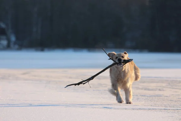 Golden Retriever Wordt Uitgevoerd Met Stok Mond Winter — Stockfoto