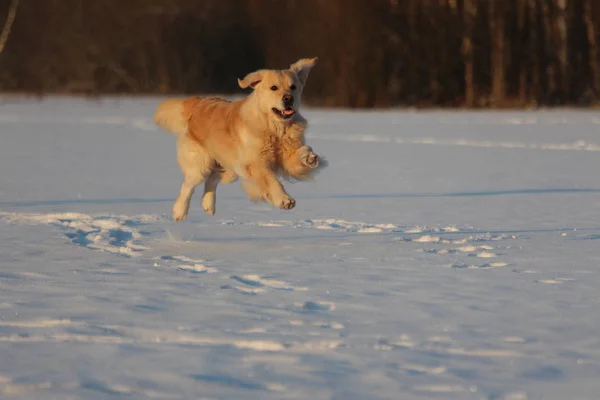 Golden Retriever Está Correr Inverno — Fotografia de Stock