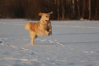 Golden Retriever çalışıyor. Kış. 