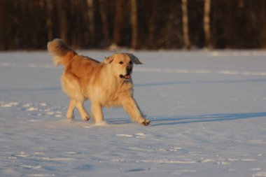 Golden Retriever çalışıyor. Kış. 