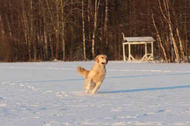 Golden Retriever çalışıyor. Kış. 