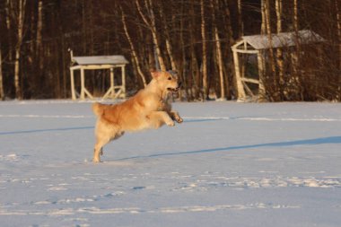 Golden Retriever çalışıyor. Kış. 