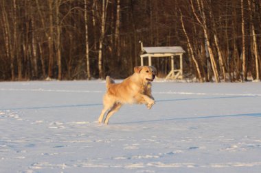Golden Retriever çalışıyor. Kış. 
