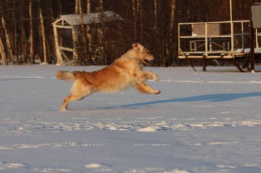 Golden Retriever çalışıyor. Kış. 