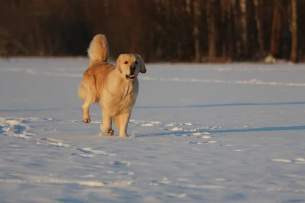 Golden Retriever Está Corriendo Invierno —  Fotos de Stock