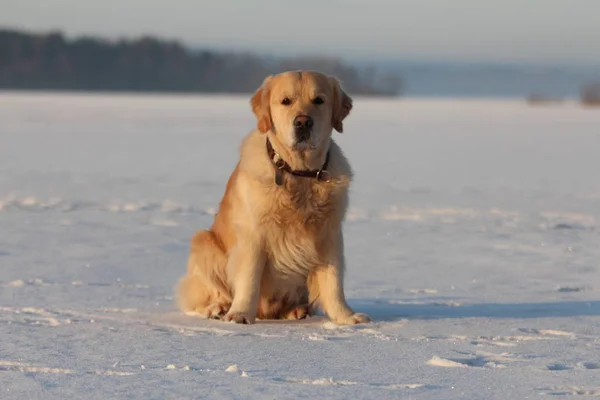 Golden Retriever Yerde Oturuyor Buz Gölü Kış — Stok fotoğraf