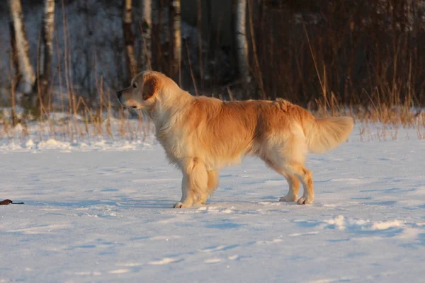 Golden Retriever Piedi Inverno — Foto Stock