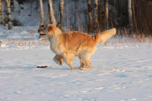 Golden Retriever Läuft Winter — Stockfoto