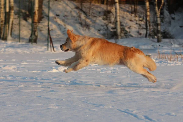 Golden Retriever Está Corriendo Invierno —  Fotos de Stock